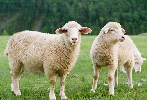 三只羊直播间吃瓜视频,吃瓜视频背后的趣味与思考