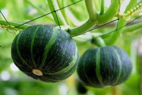 南昌一中吃瓜视频,揭秘校园生活趣味瞬间