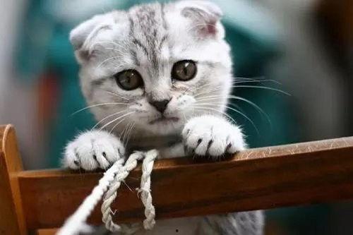 吃瓜小猫被抓视频大全集,萌态百出，笑料连连