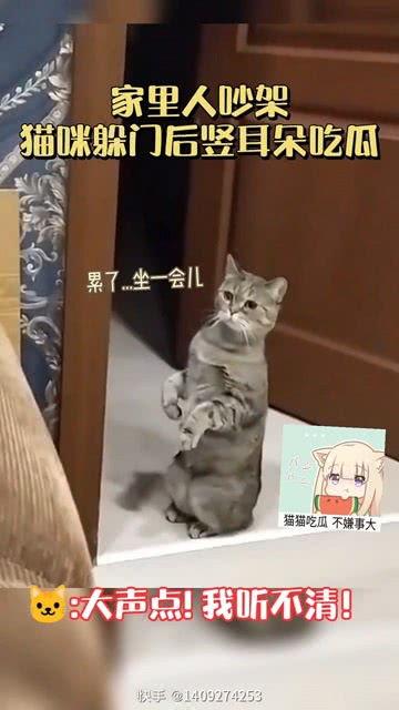 三人逗猫吃瓜视频大全集,三人逗猫视频合集趣味无限
