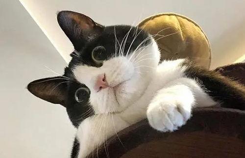 奶牛猫吃瓜的视频,萌态十足引网友热议