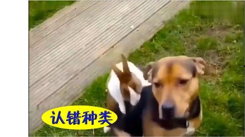 吃瓜幽默搞笑配音视频,搞笑配音视频带你笑翻天