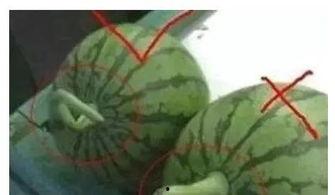 吃瓜网哪里看视频最好,揭秘最佳观看体验