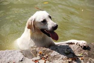 哈密瓜可以喂狗狗吃吗视频,狗狗的甜蜜新宠？