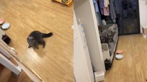 上门喂猫吃瓜视频大全集,猫咪吃瓜视频大全集