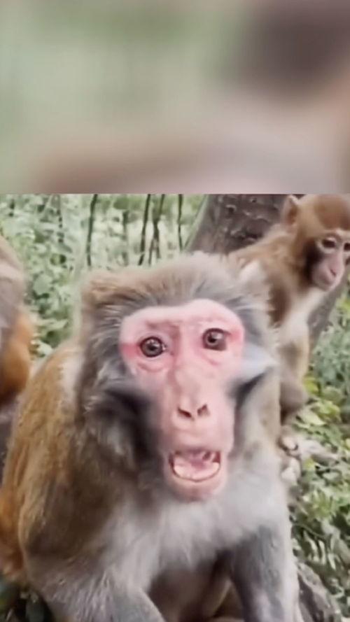 猴子吃瓜视频搞笑配音,瓜田里的欢乐配音大作战