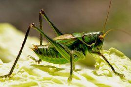 蝈蝈吃佛手瓜好吗视频