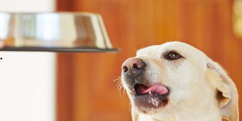 狗可以吃金丝利瓜吗视频,金丝利瓜对狗狗的适宜性解析