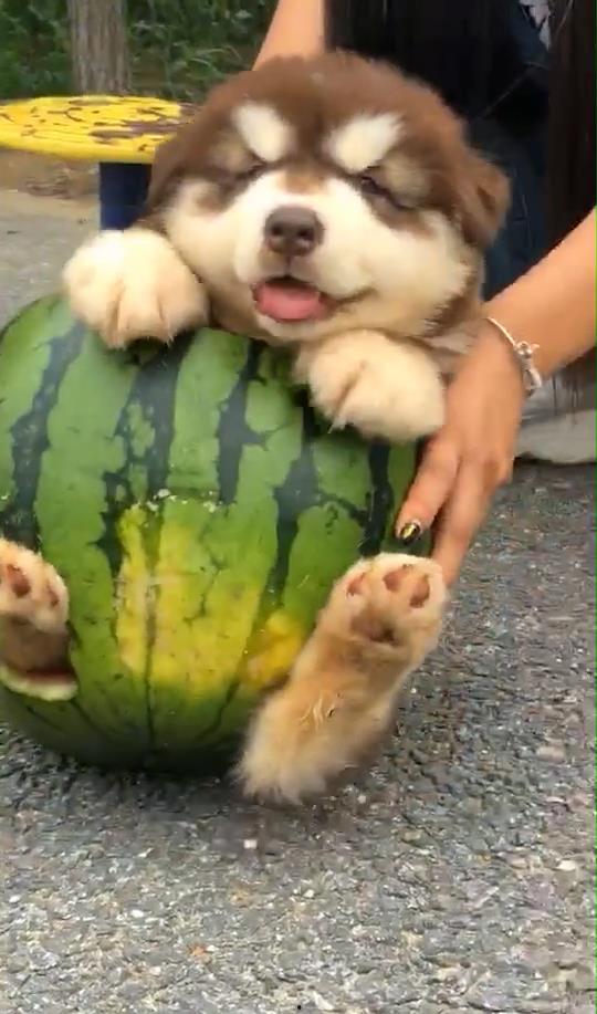 狗给主人吃瓜视频,狗狗与主人共享美味瓜果温馨瞬间