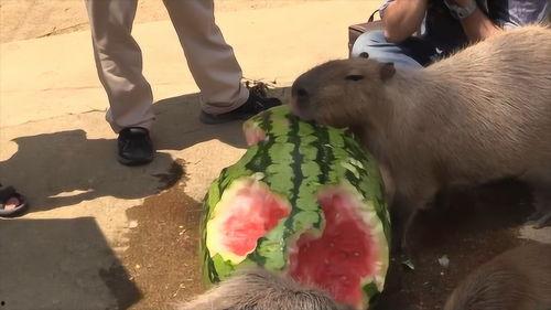 水豚吃瓜速度视频,萌态十足引网友热议